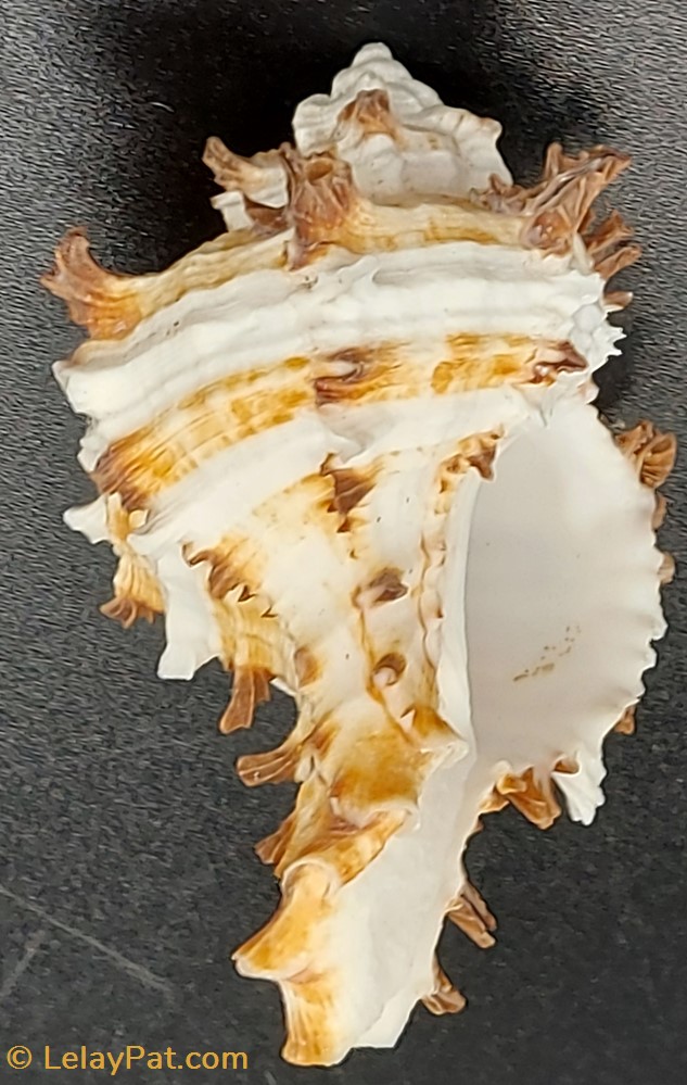 Hexaplex cichoreum coquillage fossile gastropodum hexaplex cichoreum