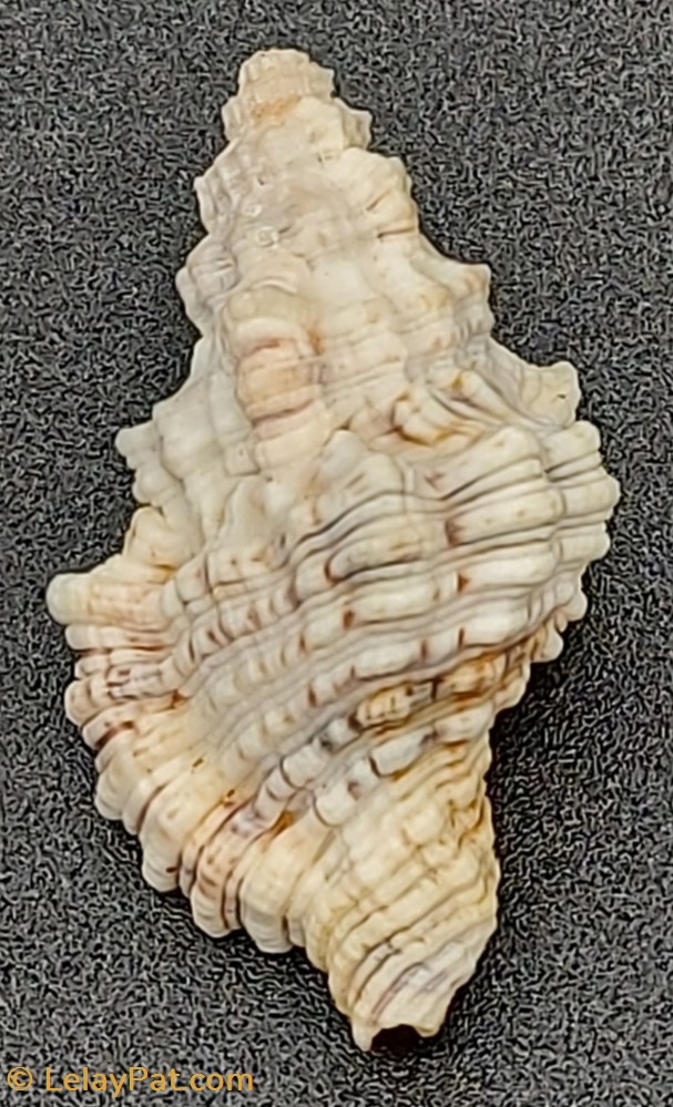 Monoplex nicobaricus 4 coquillage fossile gastropodum monoplex nicobaricus