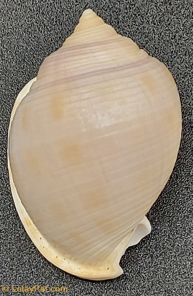 Semicassis bisulcata diutura coquillage fossile gastropodum semicassis bisulcata diutura