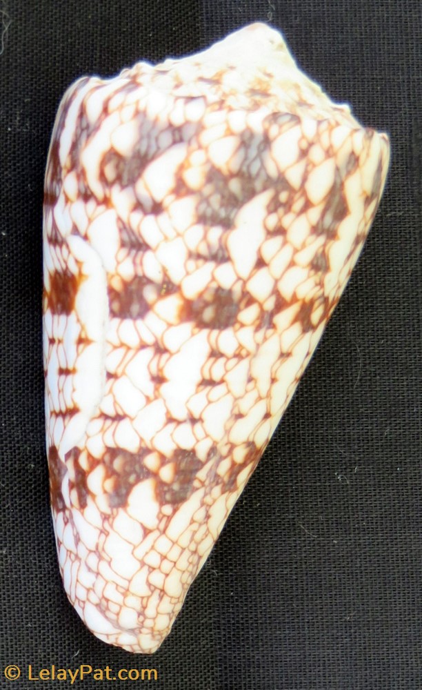Conus araneosus coquillage fossile gastropodum conus araneosus