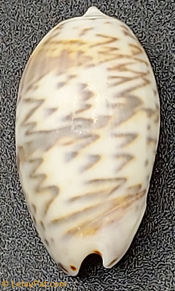 Oliva bulbosa undata coquillage fossile gastropodum oliva bulbosa undata