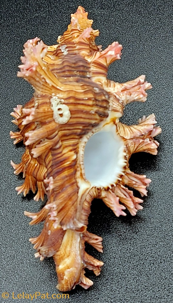 Chicoreus palmarosae coquillage fossile gastropodum chicoreus palmarosae