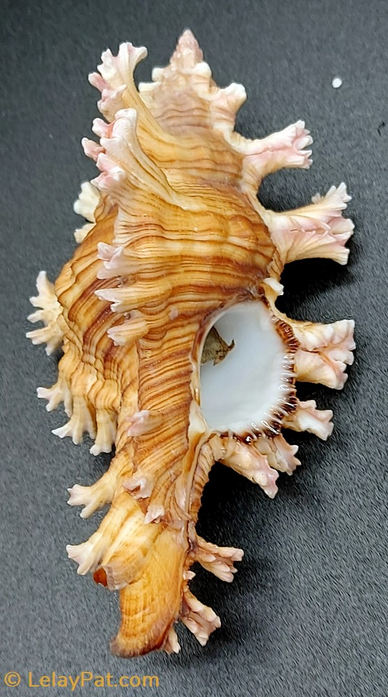 Chicoreus palmarosae 2 coquillage fossile gastropodum chicoreus palmarosae