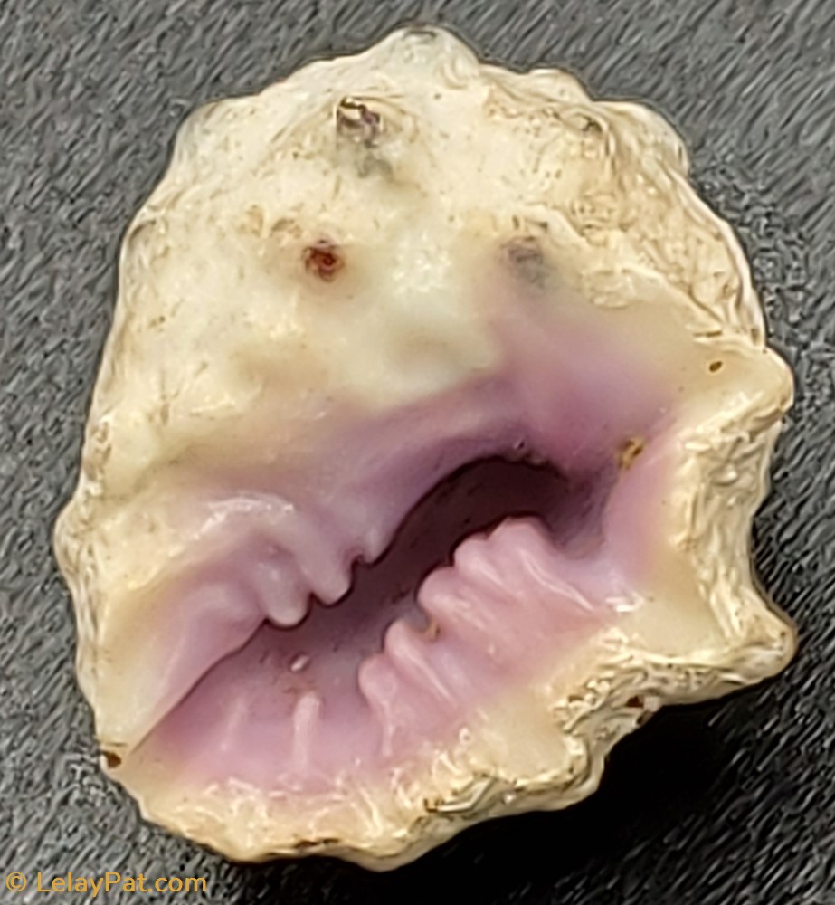 Drupa morum coquillage fossile gastropodum drupa morum
