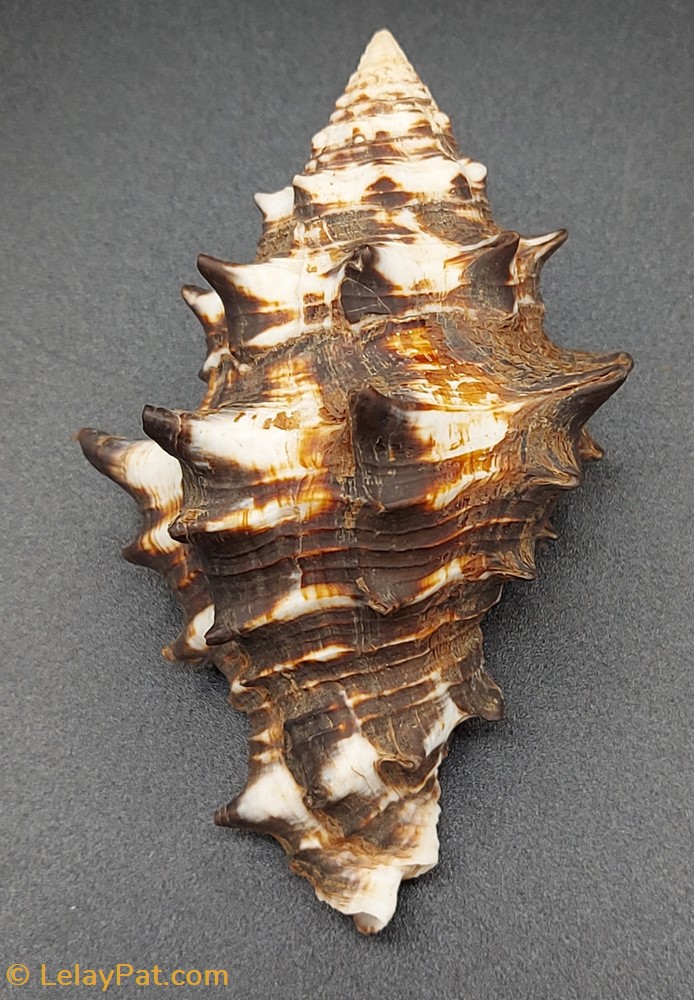 Vasum ceramicum coquillage fossile gastropodum vasum ceramicum