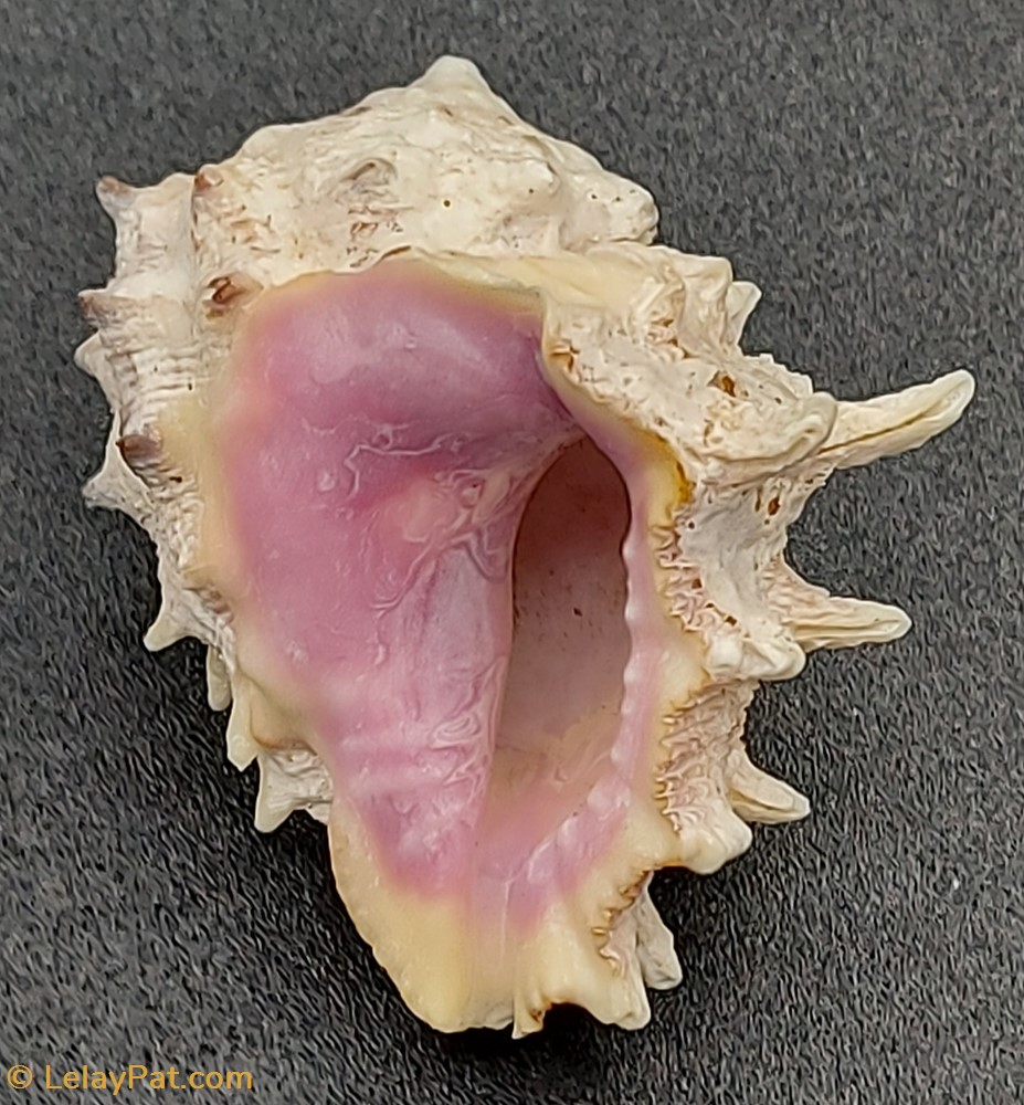 Drupa rubisidaeus coquillage fossile gastropodum drupa rubisidaeus