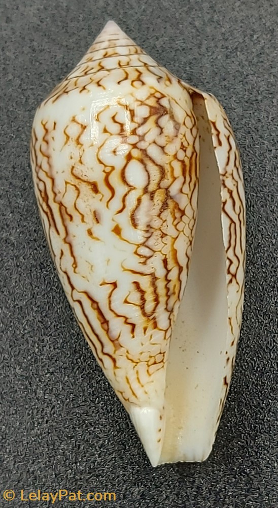 Conus textile scriptus coquillage fossile gastropodum conus textile scriptus