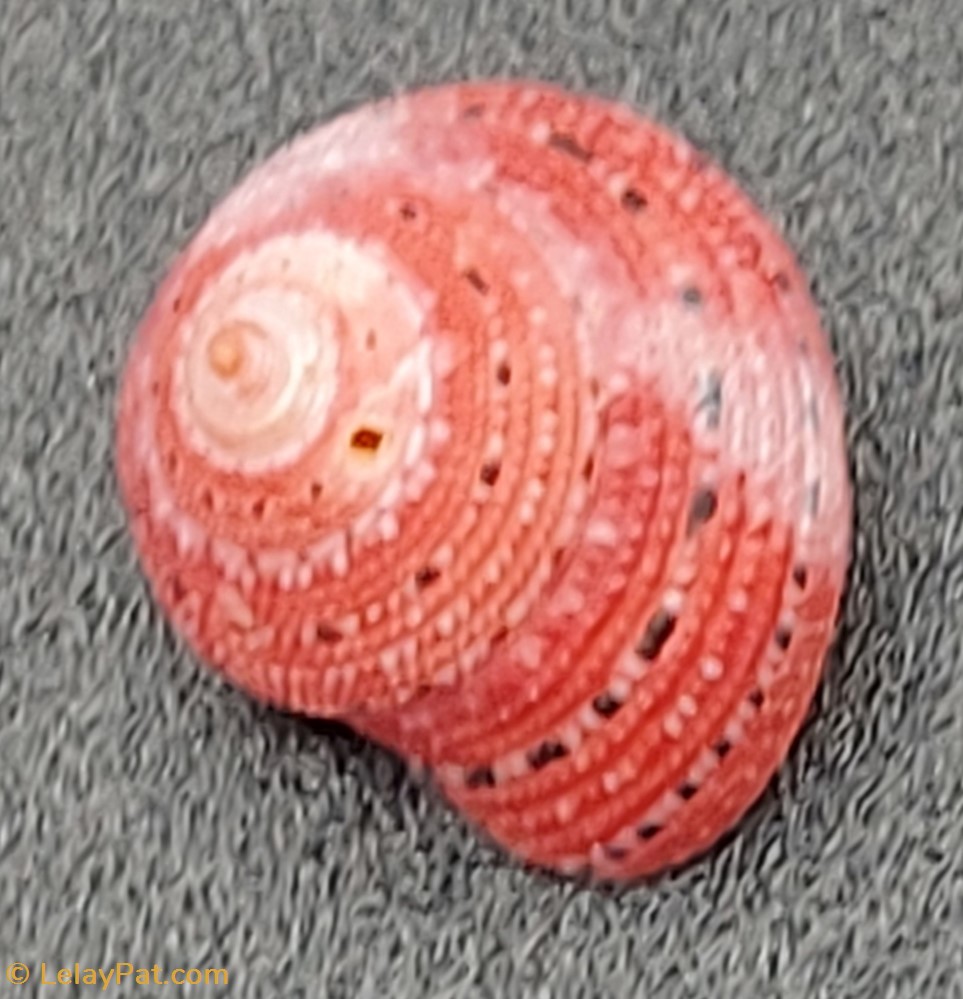 coquillage fossile gastropodum clanculus pharaonius