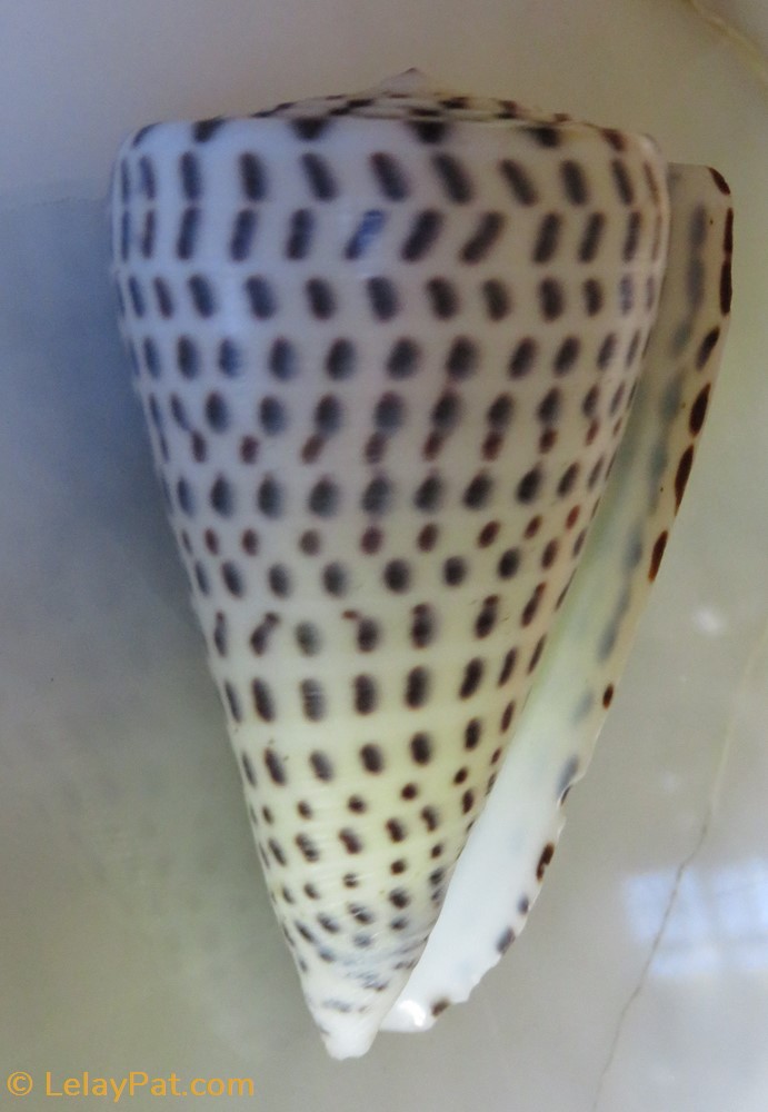 coquillage fossile gastropodum conus leopardus