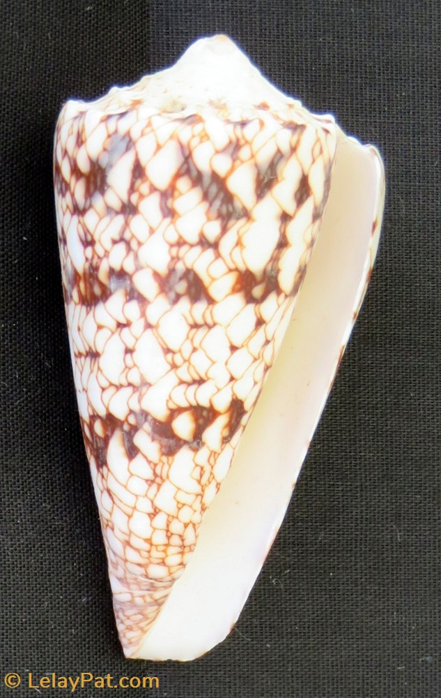 Conus araneosus 2 coquillage fossile gastropodum conus araneosus