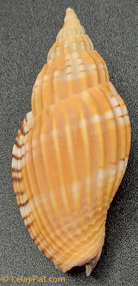 Lyria delessertiana coquillage fossile gastropodum lyria delessertiana