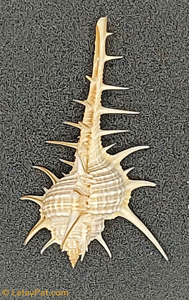Murex 3 coquillage fossile gastropodum murex
