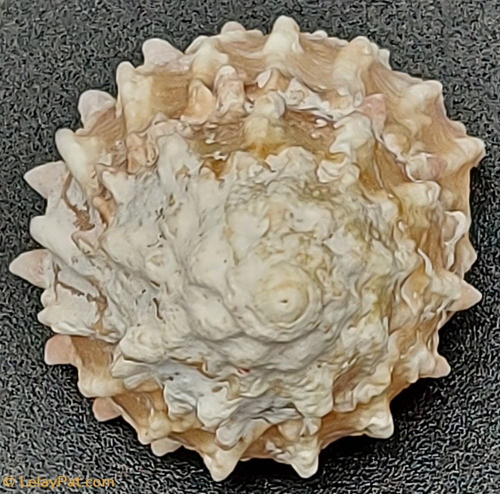 coquillage fossile gastropodum tectus dentatus