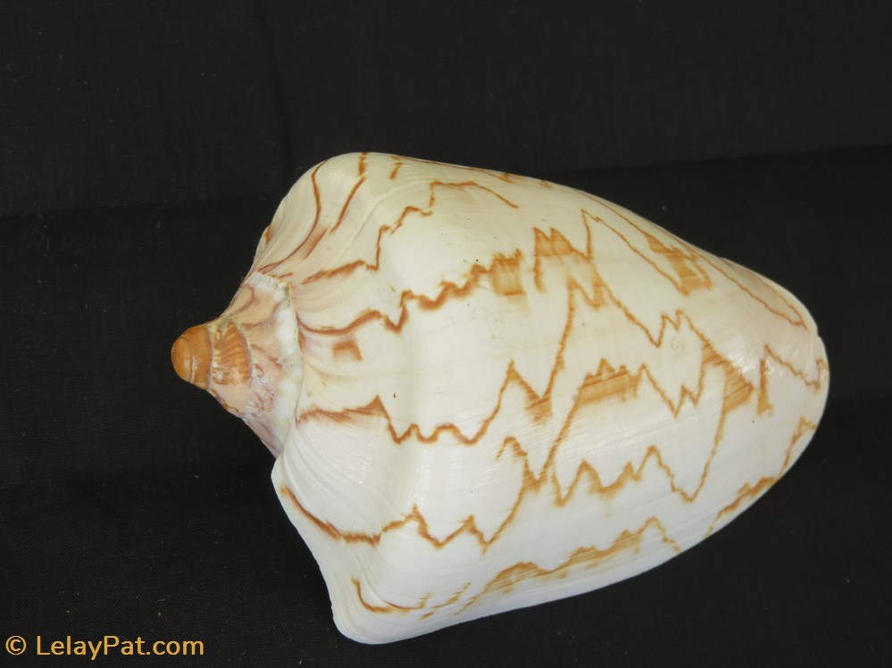 Cymbiola nobilis 4 coquillage fossile gastropodum cymbiola nobilis
