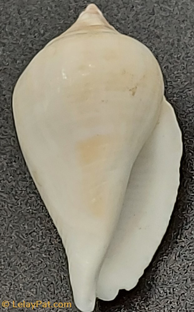 Strombus gibberulus albus coquillage fossile gastropodum strombus gibberulus albus