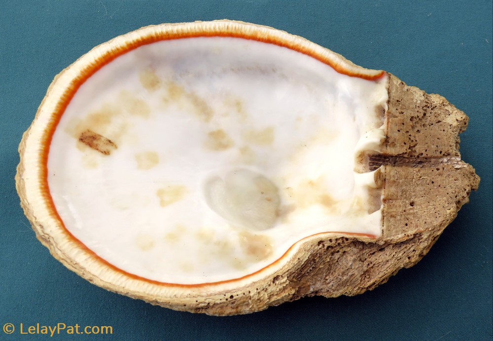 coquillage fossile bivalvium spondylus candidus