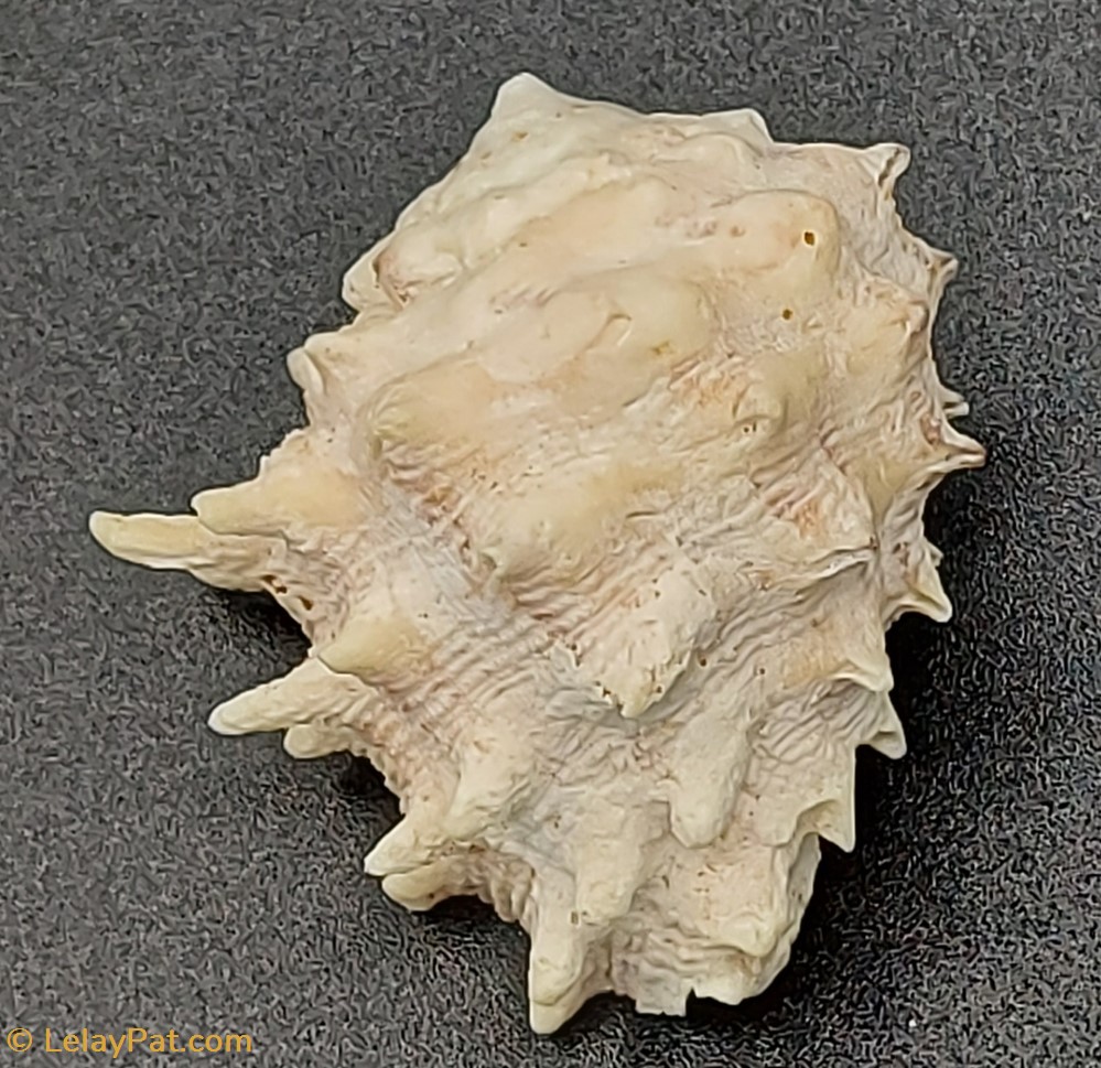 Drupa rubisidaeus coquillage fossile gastropodum drupa rubisidaeus