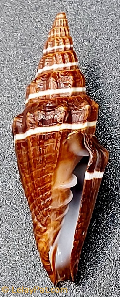 Vexillum intermedium coquillage fossile gastropodum vexillum intermedium