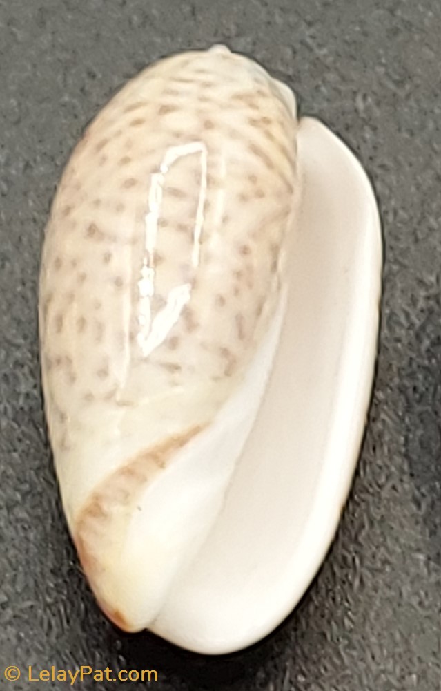 Oliva bulbosa inflata 4 coquillage fossile gastropodum oliva bulbosa inflata