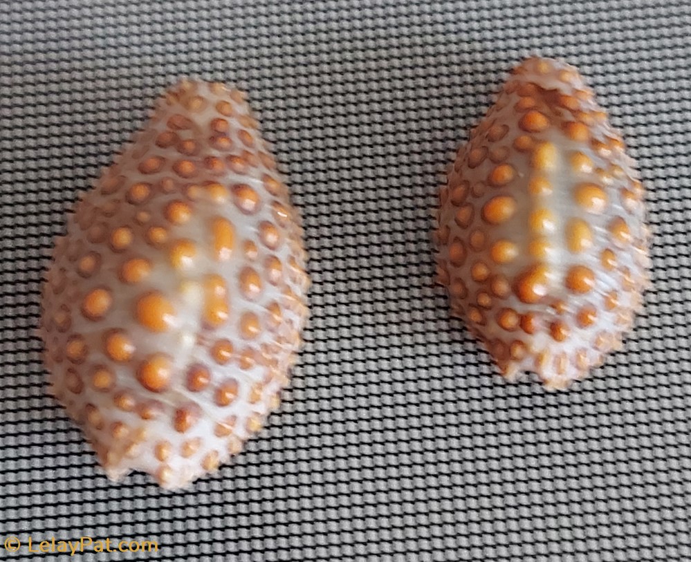 coquillage fossile gastropodum jeneria pustulata