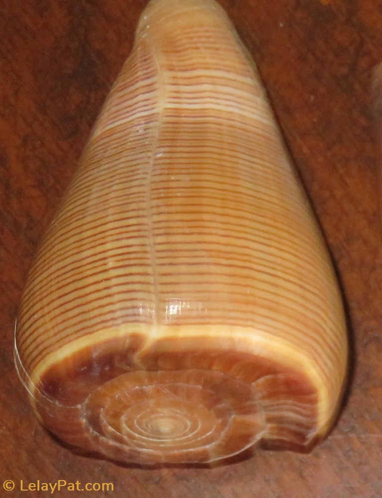 coquillage fossile gastropodum conus figulinus