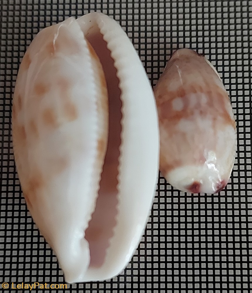 coquillage fossile gastropodum talostolida teres alveolus variete