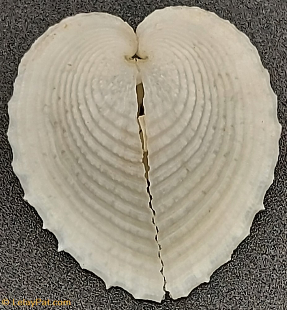 coquillage fossile bivalvium corculum cardissa