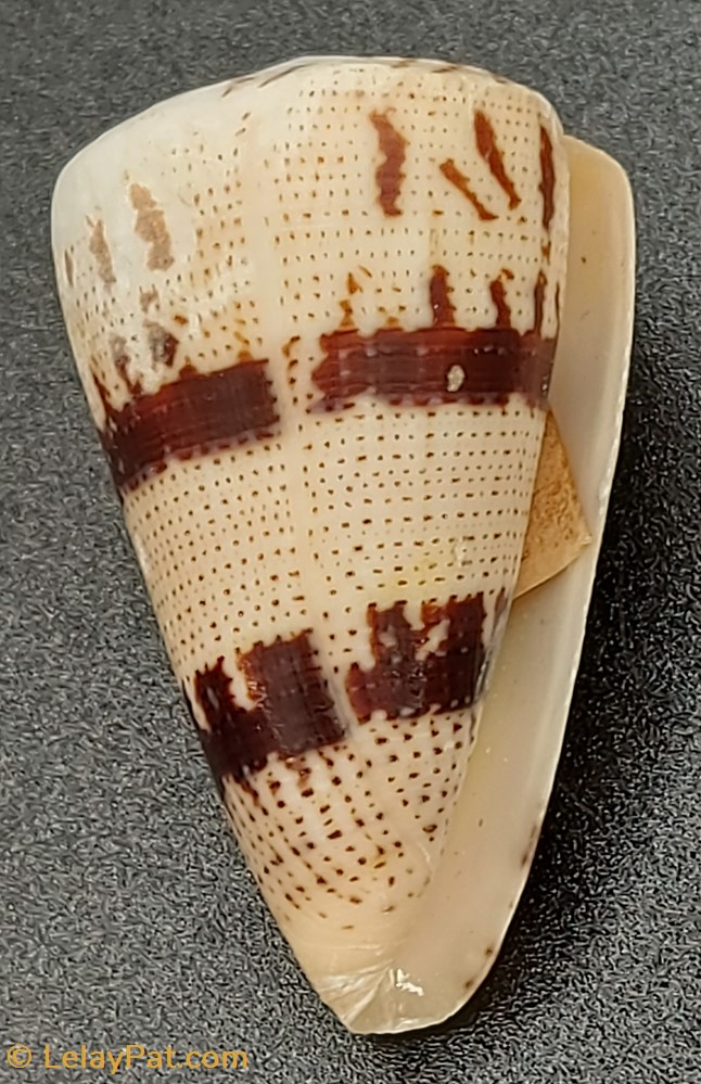 Conus augur 3 coquillage fossile gastropodum conus augur