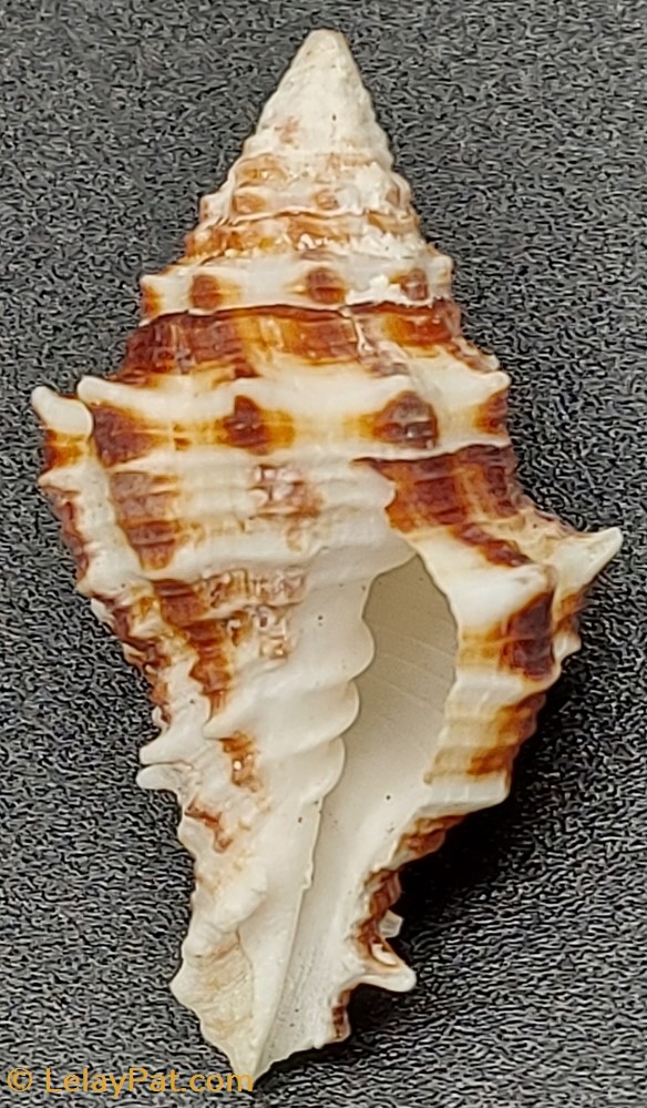 Latirus polygonus coquillage fossile gastropodum latirus polygonus
