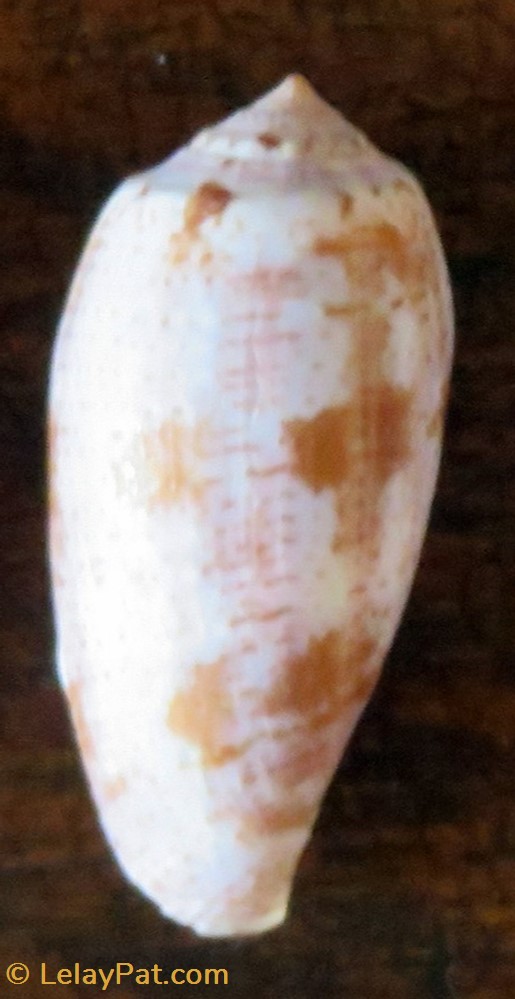Conus tulipa 3 coquillage fossile gastropodum conus tulipa