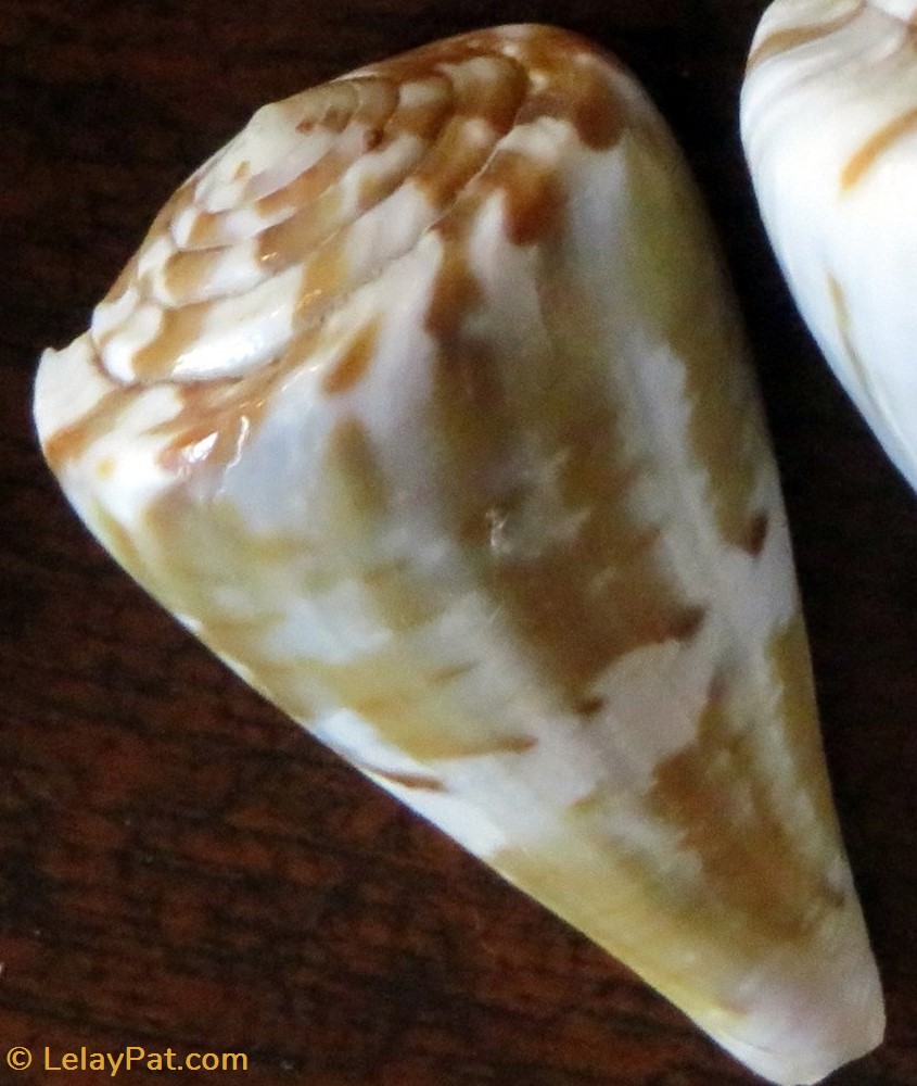 Conus vexillum 3 coquillage fossile gastropodum conus vexillum