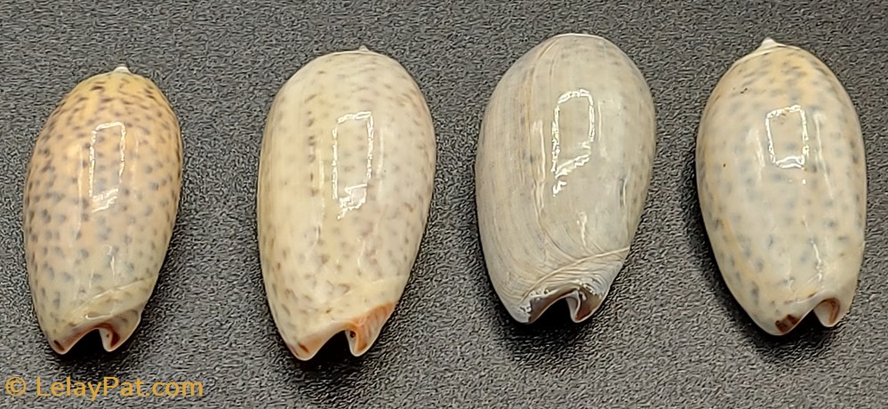Oliva bulbosa inflata 3 coquillage fossile gastropodum oliva bulbosa inflata