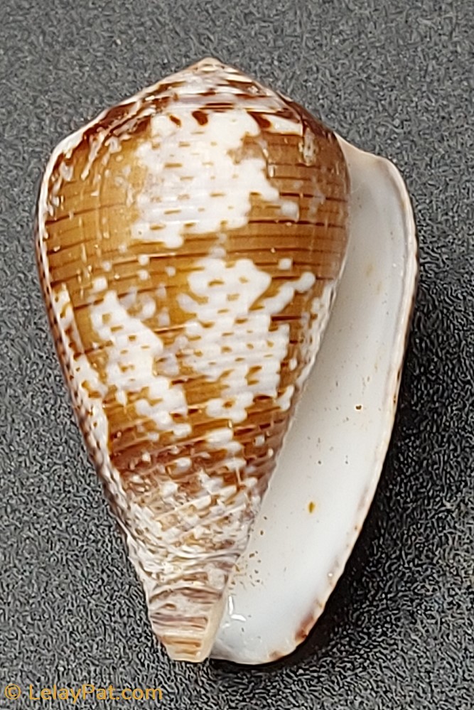 Conus catus coquillage fossile gastropodum conus catus