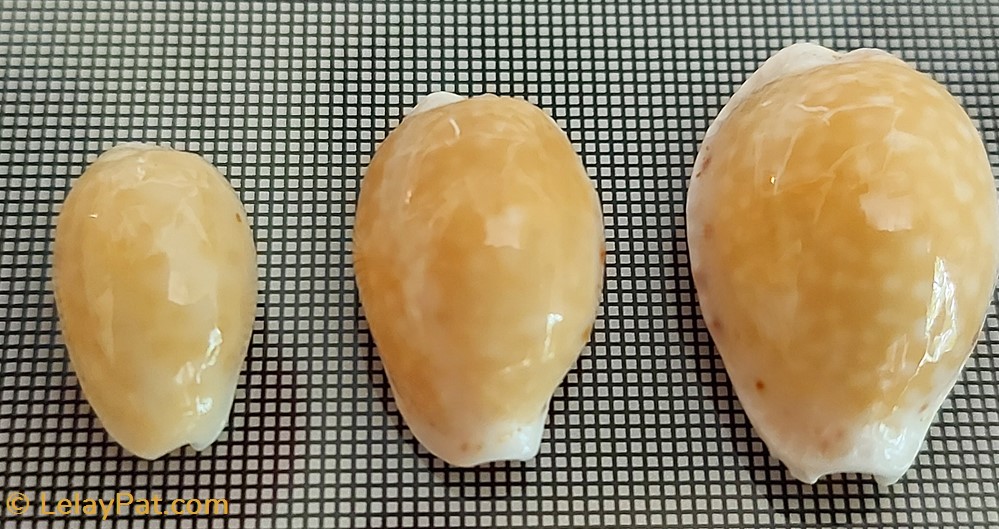 Ovatipsa chinensis albinos coquillage fossile gastropodum ovatipsa chinensis albinos