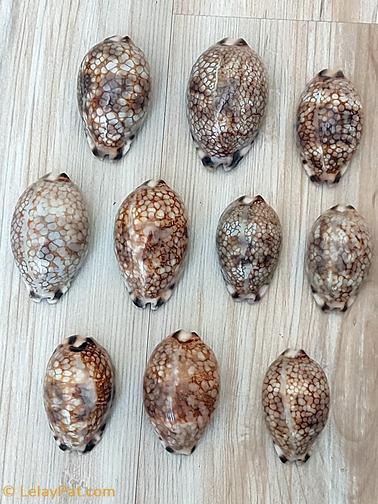 coquillage fossile gastropodum mauricia histrio
