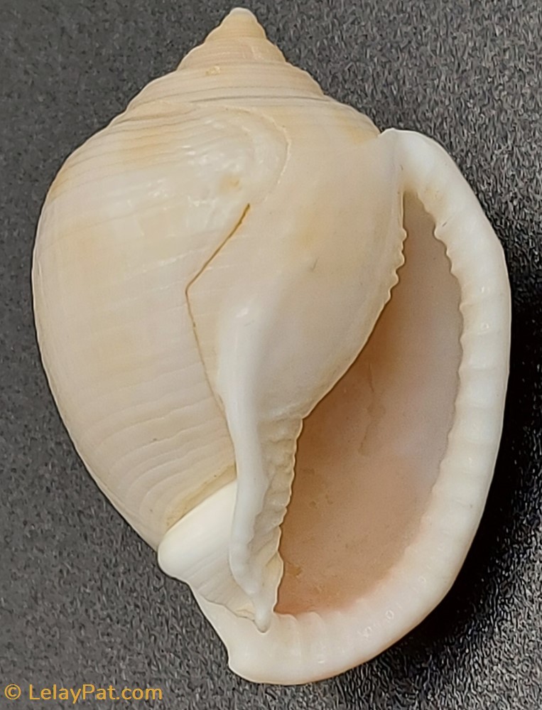 Semicassis bisulcata diutura coquillage fossile gastropodum semicassis bisulcata diutura