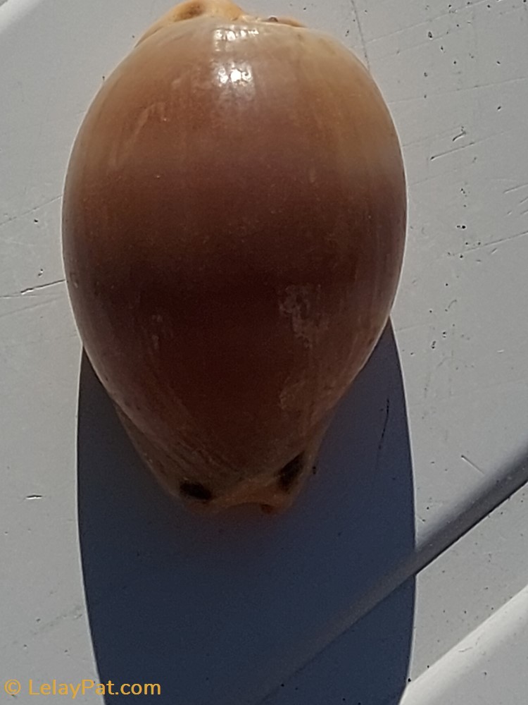 coquillage fossile gastropodum luria lurida