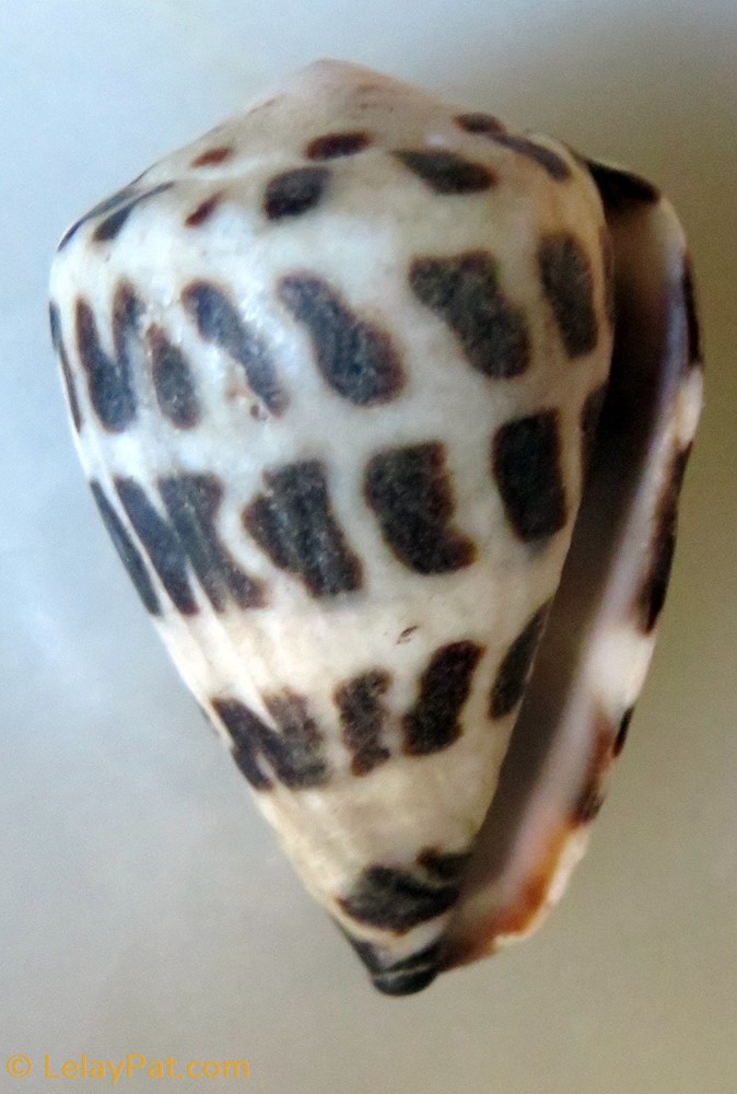 coquillage fossile gastropodum conus ebraeus