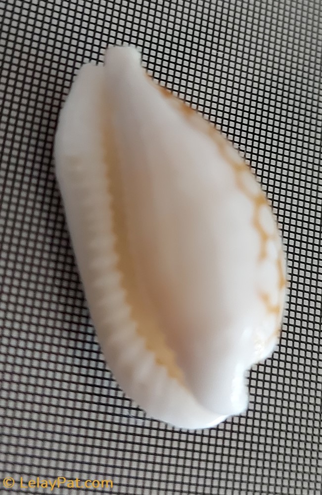 coquillage fossile gastropodum cribrarula cribaria