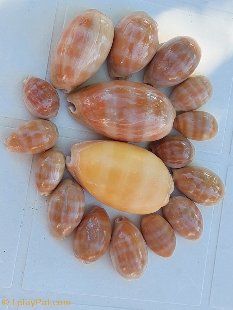 coquillage fossile gastropodum lyncina carneola porcelaine carnee