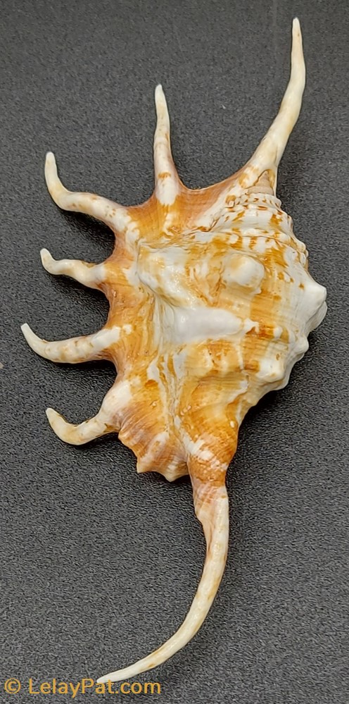 Lambis Crocata coquillage fossile gastropodum lambis crocata
