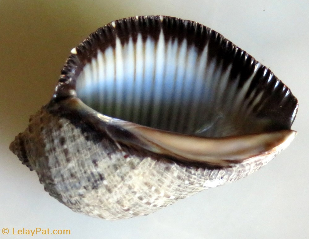 Purpura persica coquillage fossile gastropodum purpura persica