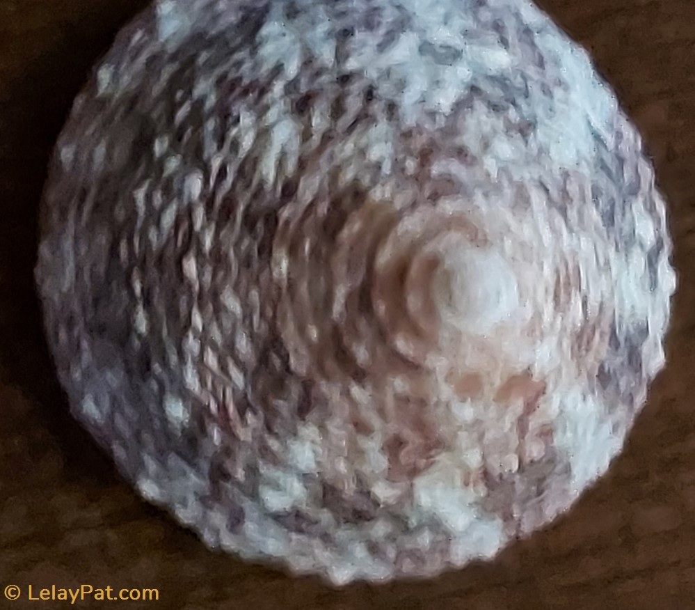 Tectus niloticus 3 coquillage fossile gastropodum tectus niloticus