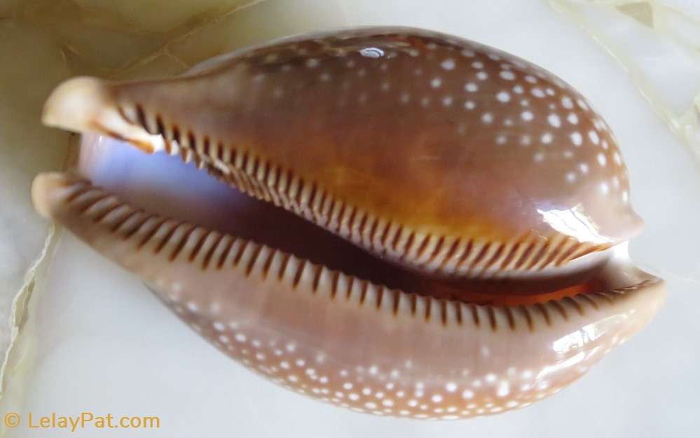 coquillage fossile gastropodum macrocypraea cervus porcelaine cerf