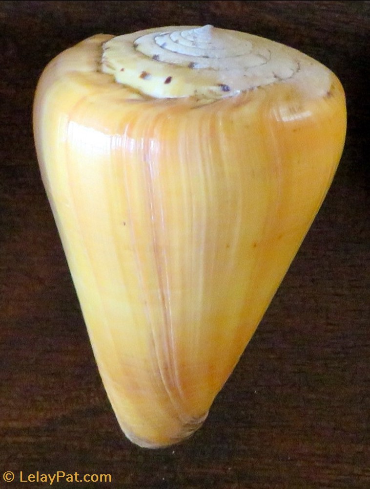 coquillage fossile gastropodum conus betulinus immaculata