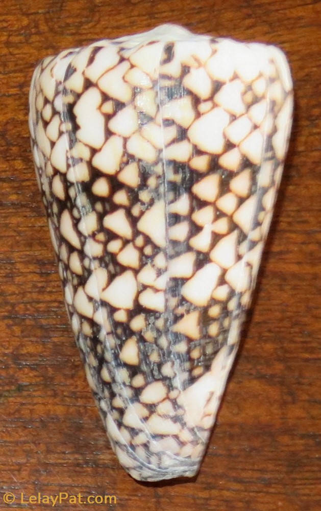 Conus bandanus 4 coquillage fossile gastropodum conus bandanus