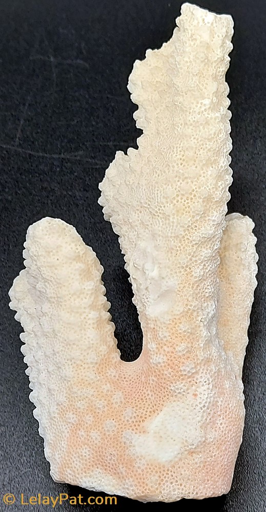 Acropora retusa coquillage fossile cnidaire anthozoa coraux anemone acropora retusa