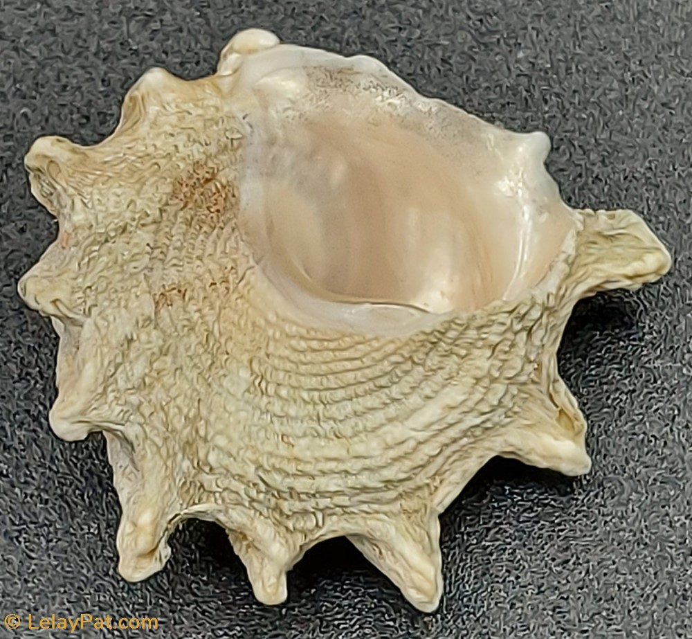 coquillage fossile gastropodum tectus dentatus