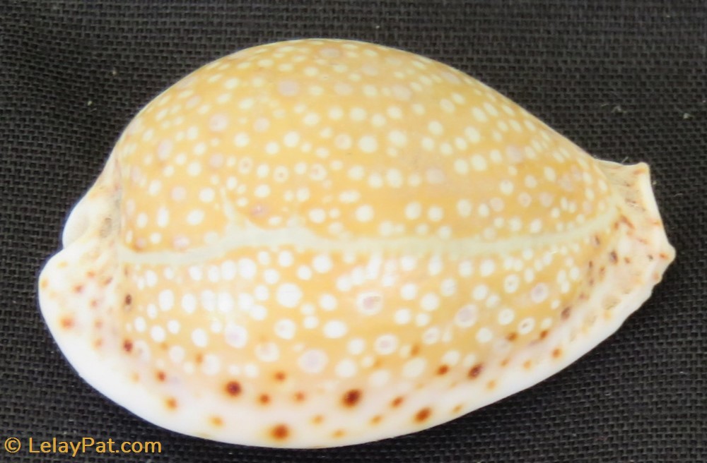 coquillage fossile gastropodum erosaria ocellata