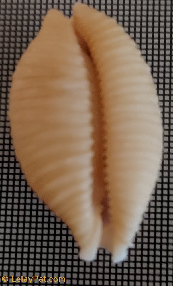 coquillage fossile gastropodum cypraea nucleus